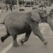 අලි කඳුළු | Tyke The Elephant