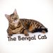 බෙංගාලි පූසා | Bengal Cat